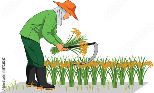 Rice harvesting vector illustration, farmer cutting ripe paddy with sickle in field, traditional agriculture farming and food production concept, isolated flat design