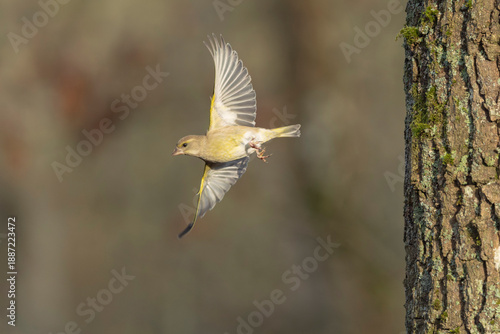 Εκτύπωση καμβά Green finch Chloris chloris in flight