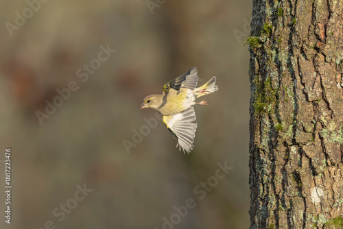 Εκτύπωση καμβά Green finch Chloris chloris in flight