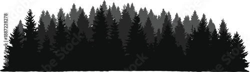 Silhouette of dense coniferous trees on white background  forest landscape illustration