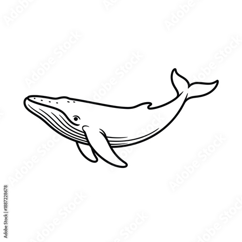 Whale with Tail Fins and Spout marine animal ocean