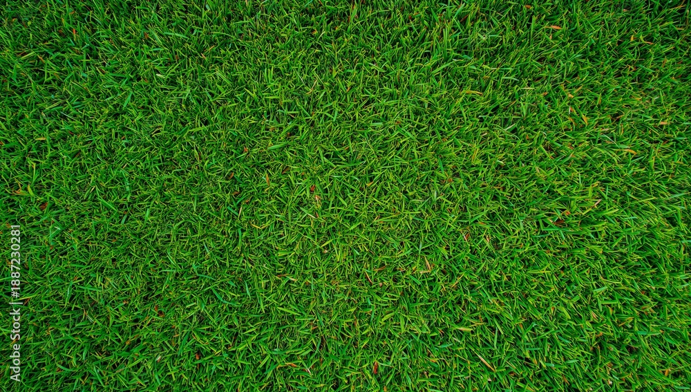 Fototapeta premium Green Grass Covering the Ground in a Bright Outdoor Area During the Day