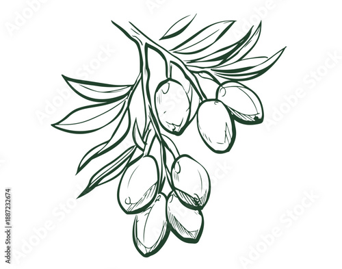 Olive branch isolated on white