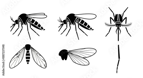 Various Mosquito Illustrations in Different Views and Stages.