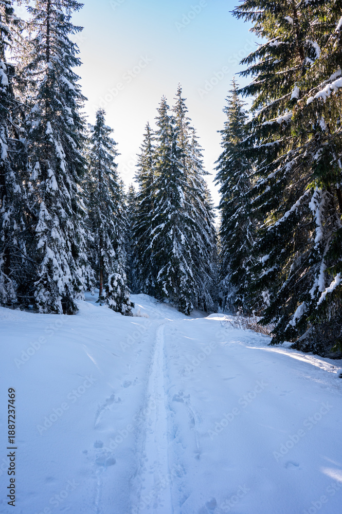 Fototapeta premium Snowy winter landscape with pine forest under blue sky