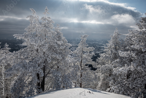 Wallpaper Mural Mountain landscape in the winter with forests and fields covered with snow on Divcibare mountain, popular tourist place in Serbia Torontodigital.ca