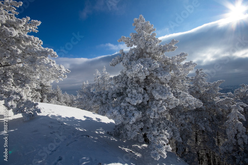 Wallpaper Mural Mountain landscape in the winter with forests and fields covered with snow on Divcibare mountain, popular tourist place in Serbia Torontodigital.ca