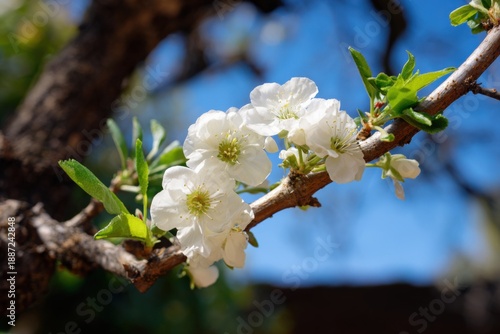 Close-up of white blossoms on tree branch against blue sky