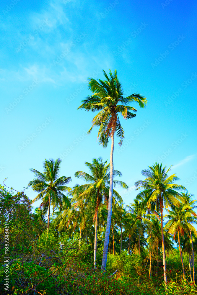 Naklejka premium Sunlight shines through tropical palm trees on blue sky background. Tall palm trees stretch towards sky with green leaves and sunlight streaming through. Scene shows bright, warm weather in tropical.