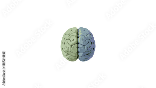 A detailed model of human brain with contrasting sides.