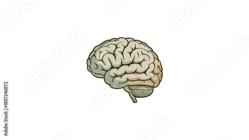 Anatomy of the Human Brain.