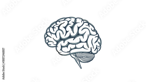 A detailed illustration of a human brain, emphasizing its intricate structure.