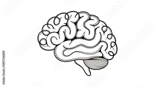 A detailed illustration of a human brain, emphasizing its intricate structure.