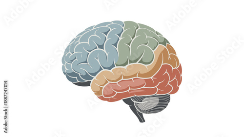 Brain illustration with different segments.