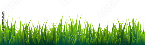 Meadow silhouette with green grass, plants on plain. Panoramic summer lawn landscape with herbs, various weeds. Herbal border, frame element. Black horizontal banners. Vector illustration