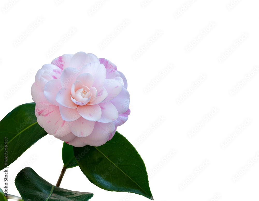 Fototapeta premium pink rose isolated on white