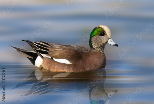 American Wigeon on smooth water with a reflection in the water. The American wigeon is a common North American dabbling duck, known for the male's distinctive white cap and green eye stripe. 