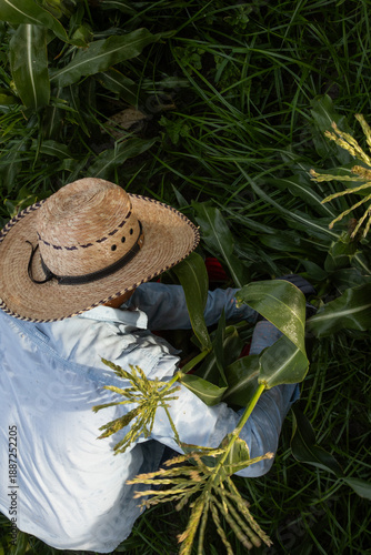 Migrant workers picking corn at a farm