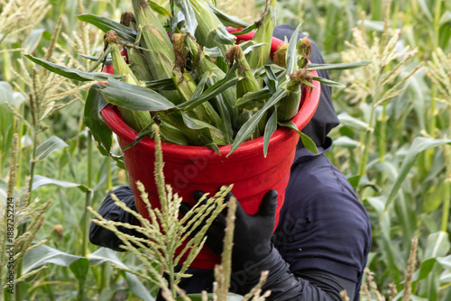 Migrant workers picking corn at a farm