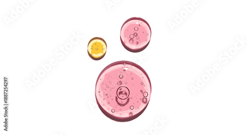 Three circular objects with pink liquid and bubbles arranged vertically on a white surface viewed from directly above