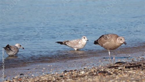 Seagulls Looking for Food at the Jersey Shore
