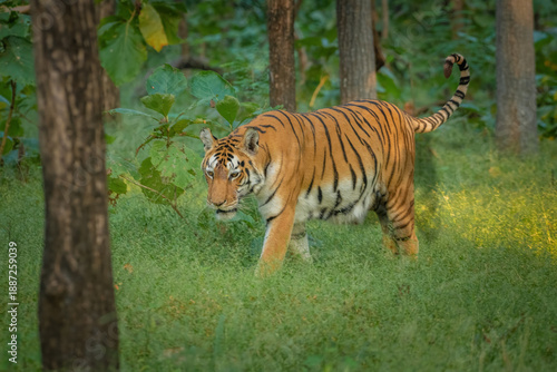 Indian Tiger, Bengal Tiger, Pench National Park,  Pench Tiger Reserve
