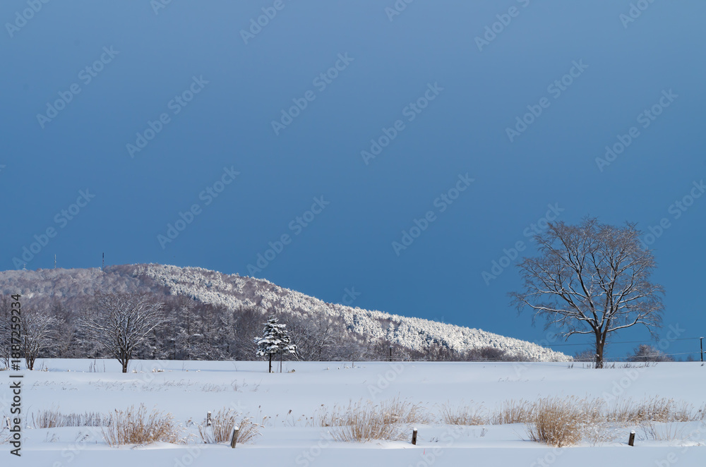 custom made wallpaper toronto digital1本の木と雪景色の里山