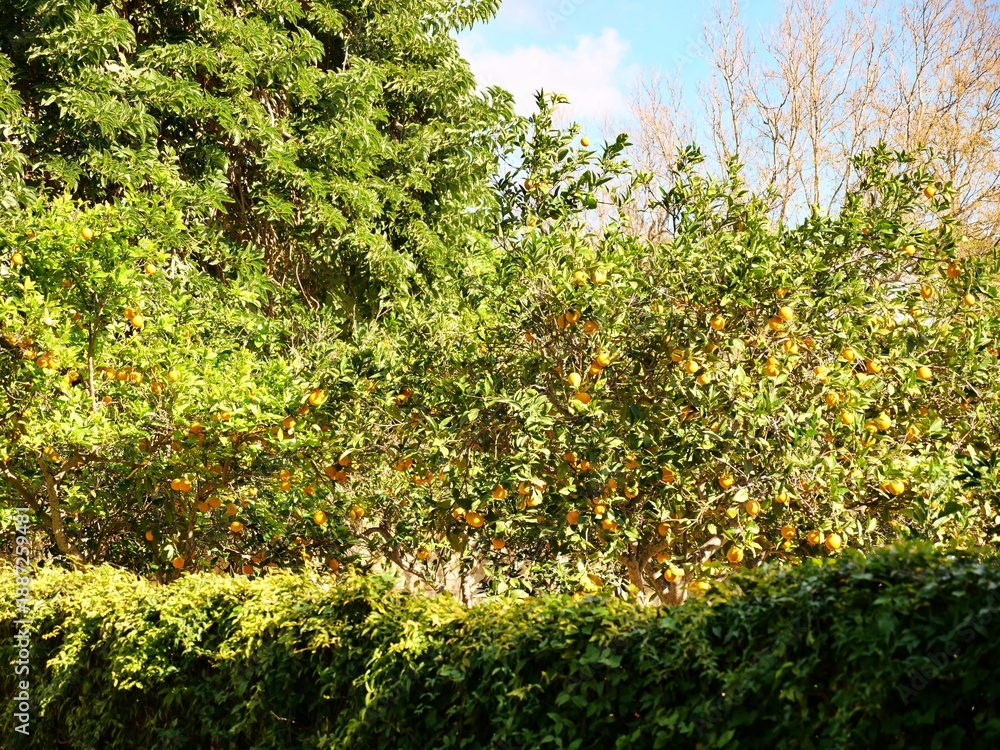 Fototapeta premium Orange citrus trees grove full of ripe yellow and orange fruit outdoors on sunny day.