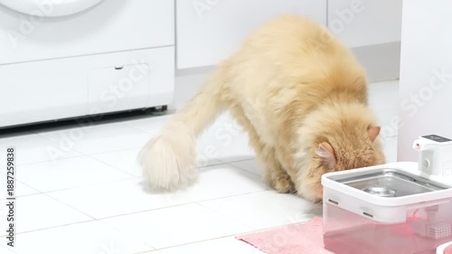 Curious and Playful Fluffy Orange Cat Explores Bright Laundry Room and Clean Kitchen, Showcasing Soft Fur and Cheerful Atmosphere in Cozy Indoor Home Environment