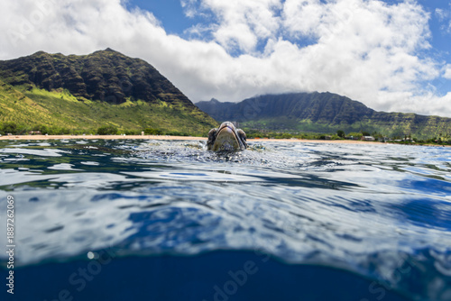 Green sea turtle surfacing to breathe in clear blue ocean water at Oahu, Hawaii, with coastal mountains in the background.
