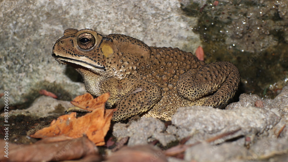 Fototapeta premium frog on the ground