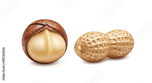 Macadamia Nut and Peanut in Shell Healthy Snack Illustration