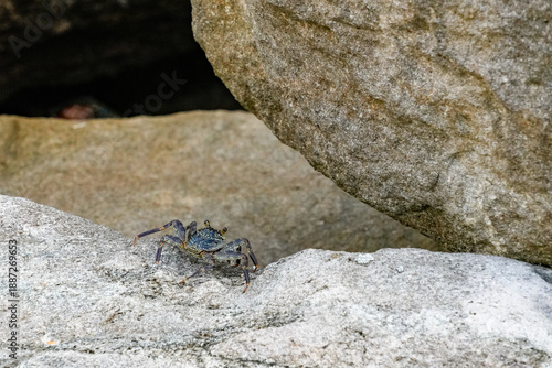 Wallpaper Mural Crab moving between rocks in Fuvahmulah Island, Maldives, during a bright day Torontodigital.ca
