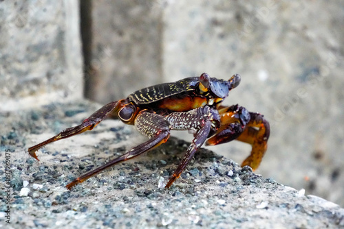 Wallpaper Mural Crab walking on rocky surface near water in Fuvahmulah, Maldives during daylight hours Torontodigital.ca