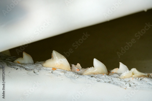 Wallpaper Mural Fuvahmulah Tiger shark tooth found on the beach in Fuvahmulah, Maldives, during a sunny afternoon on the island Torontodigital.ca