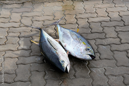 Wallpaper Mural Freshly caught fish on display at Fuvahmulah Fish Market in Maldives showcasing local fishing culture Torontodigital.ca