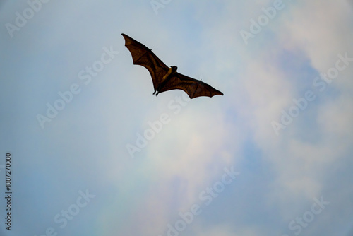 Wallpaper Mural Fuvahmulah Flying Fox soaring in the sky above Fuvahmulah Island in the Maldives during the late afternoon Torontodigital.ca