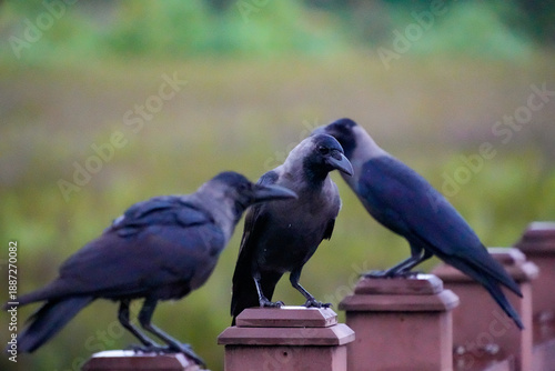 Wallpaper Mural Crows perched on a fence in Fuvahmulah Hoadhadi Nature Park during the early hours of the day Torontodigital.ca