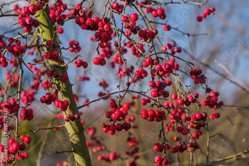 Small red apples on a leafless branch in the winter season.