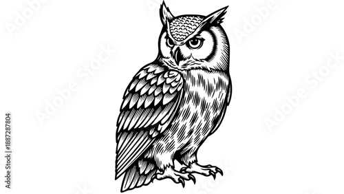 Black and white illustration of a solitary owl with intricate feather details
