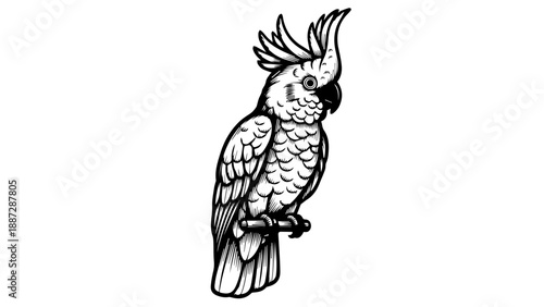 Black and white illustration of a cockatoo perched on a stand