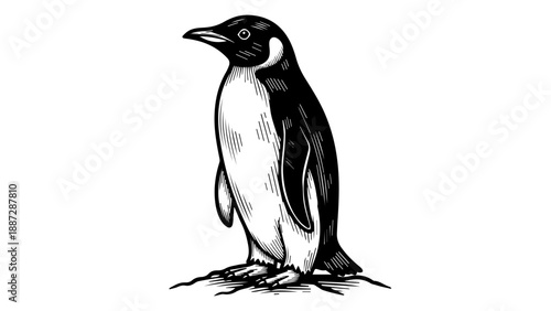 Black and white illustration of a solitary penguin standing on rocky surface