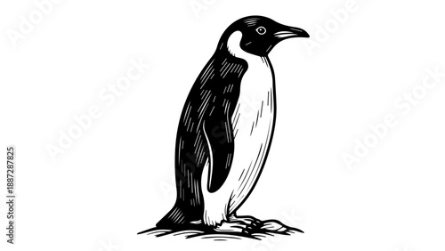 Black and white illustration of a penguin standing on rocks
