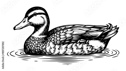 Black and white illustration of a duck floating on water with rippling texture