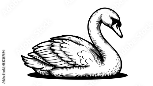 Black and white swan illustration with detailed feathers and neutral background