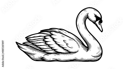 Monochromatic illustration of a single swan with intricate feather patterns