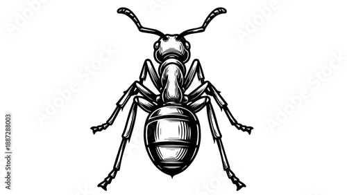 Black and white illustration of a front-facing ant with elevated head and upward-curving antennae