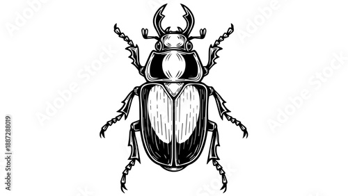 High-contrast monochromatic illustration of a beetle with a robust, shield-like body and intricate details
