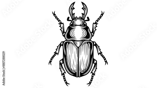 High-contrast black and white illustration of a beetle with detailed anatomical features