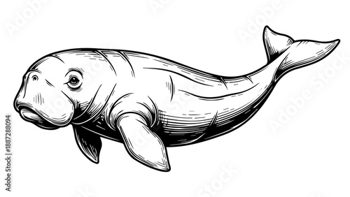 Monochromatic line drawing of a streamlined fish with fine details and black-and-white contrast